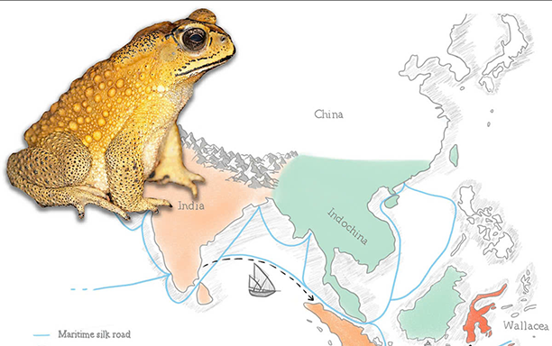 Announcement on Toxic Asian Black-Spined Toad by DTU Scientist on Nature Communications