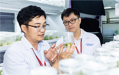 DTU Scientists Discover Fungi Causing Root Rot in Ngoc Linh Ginseng